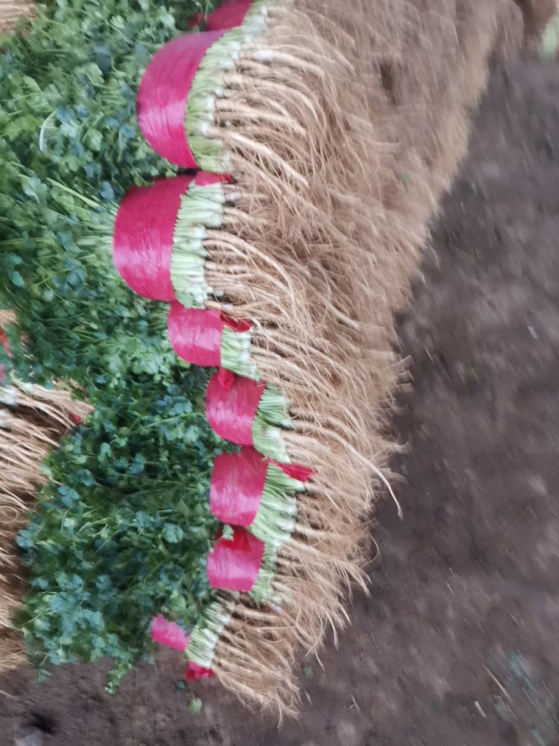 山东大叶香菜优质香菜大量上市中，标准25-30公高