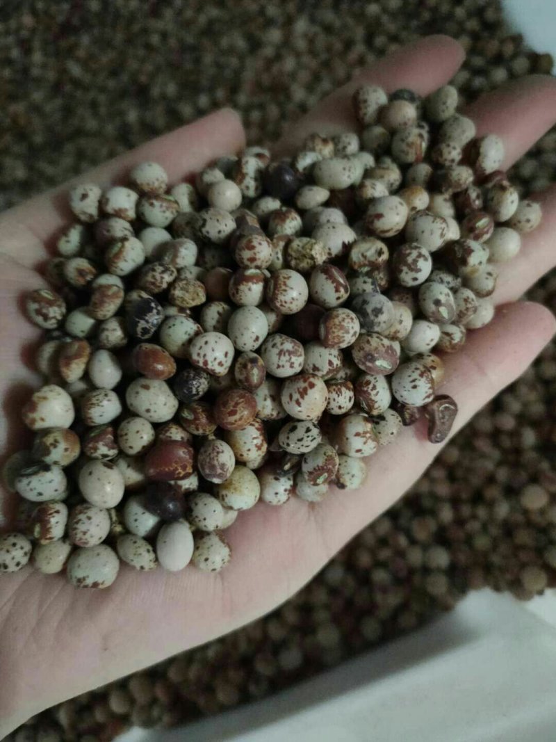 木豆种子观音豆柳豆豆蓉树豆树黄豆新采绿化药用护坡灌木
