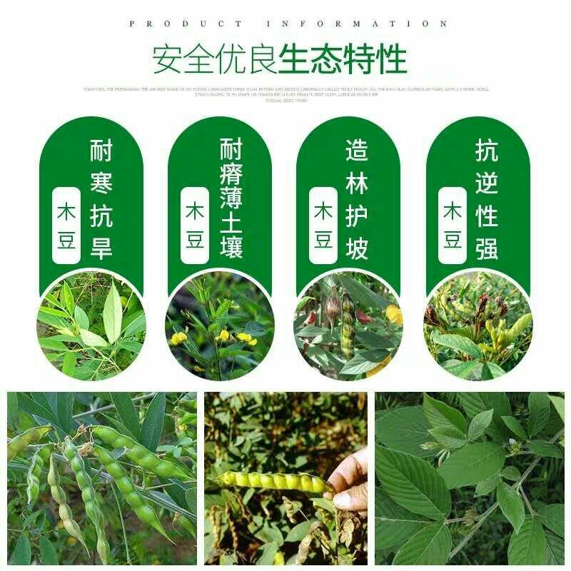 木豆种子观音豆柳豆豆蓉树豆树黄豆新采绿化药用护坡灌木