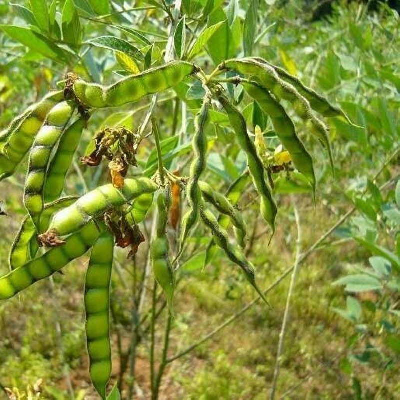 木豆种子观音豆柳豆豆蓉树豆树黄豆新采绿化药用护坡灌木