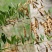 木豆种子观音豆柳豆豆蓉树豆树黄豆新采绿化药用护坡灌木