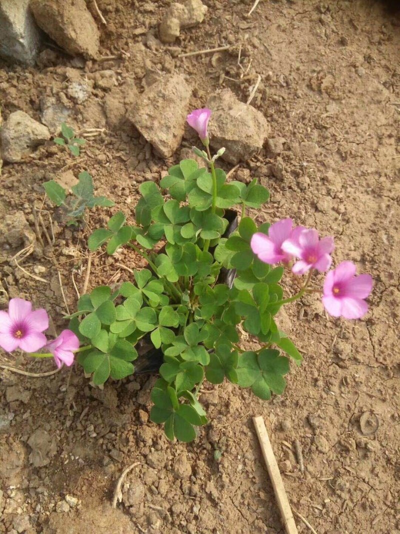 酢酱草，炸浆草，红花酢酱草，常年销售各种绿化苗木