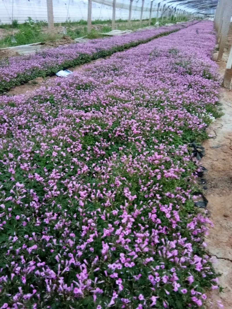 酢酱草，炸浆草，红花酢酱草，常年销售各种绿化苗木