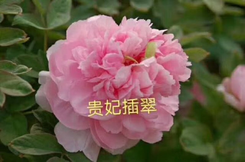 牡丹，基地直销，常年销售各种绿化苗木。。