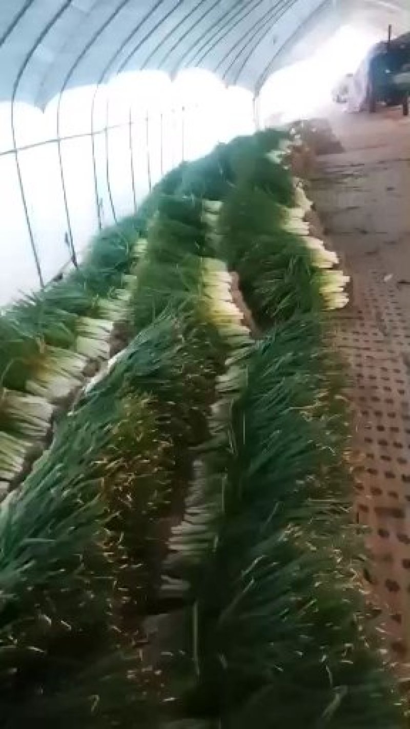 分葱，这里是吕寨镇小香葱种植基地，量大。需要通过