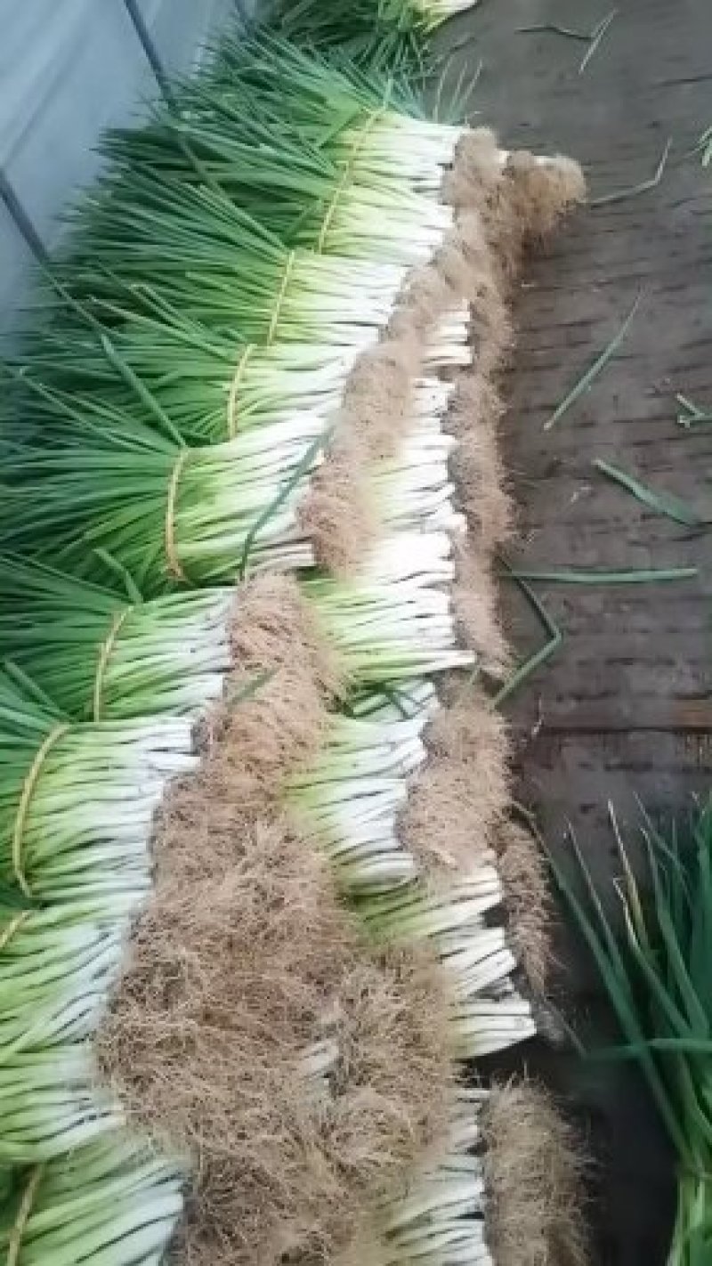 分葱，这里是吕寨镇小香葱种植基地，量大。需要通过