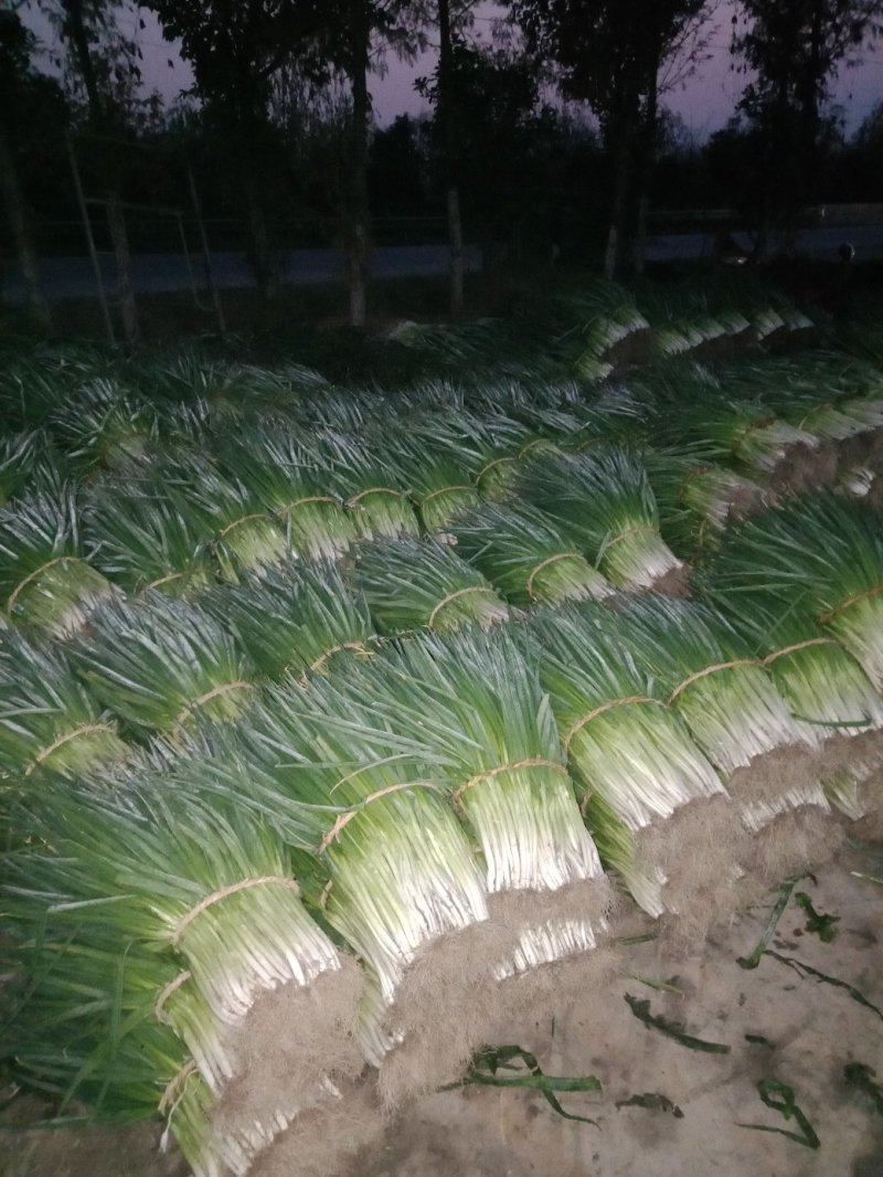 分葱，这里是吕寨镇小香葱种植基地，量大。需要通过