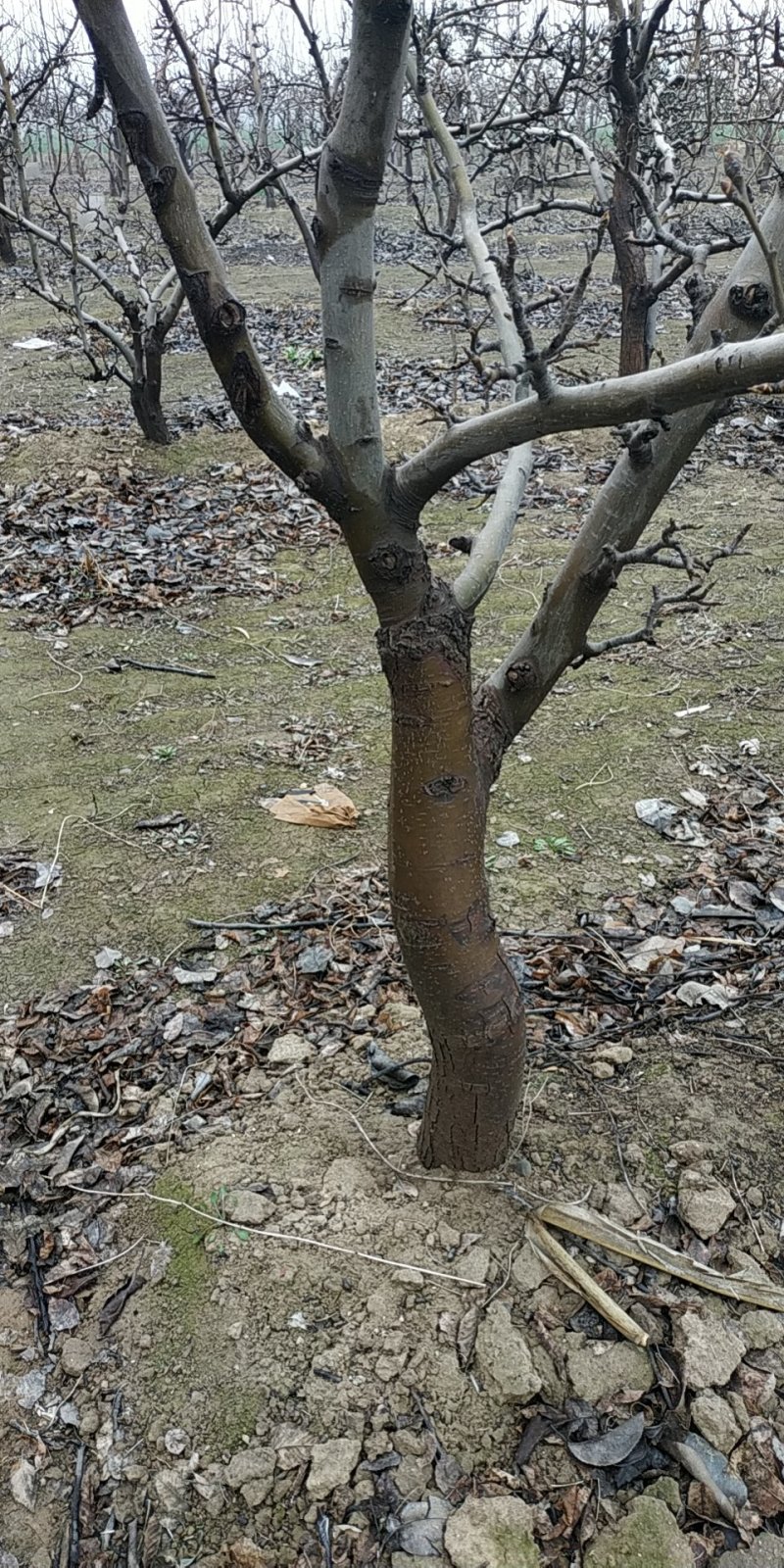 占地梨树馆陶县众康果品站大量供