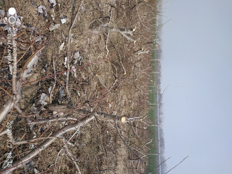 占地梨树馆陶县众康果品站大量供