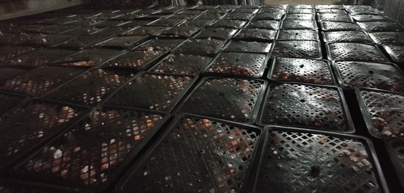 湘西碰柑大量上市有需求的新老客户前来洽谈合作