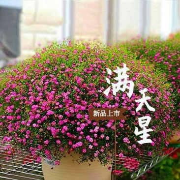 满天星种子多年生花海种子满天星宿根花卉种子多种颜色