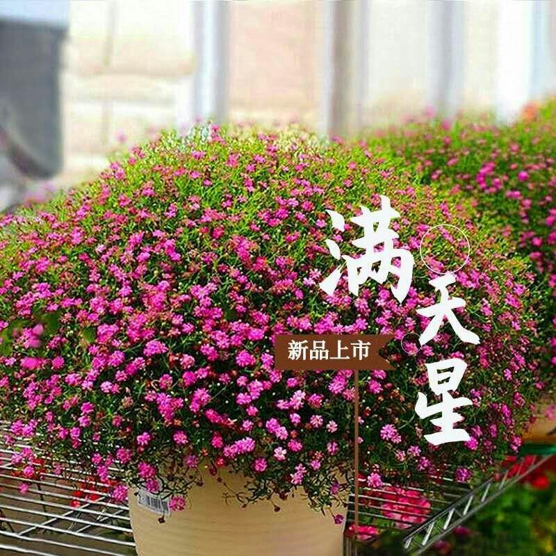 满天星种子多年生花海种子满天星宿根花卉种子多种颜色