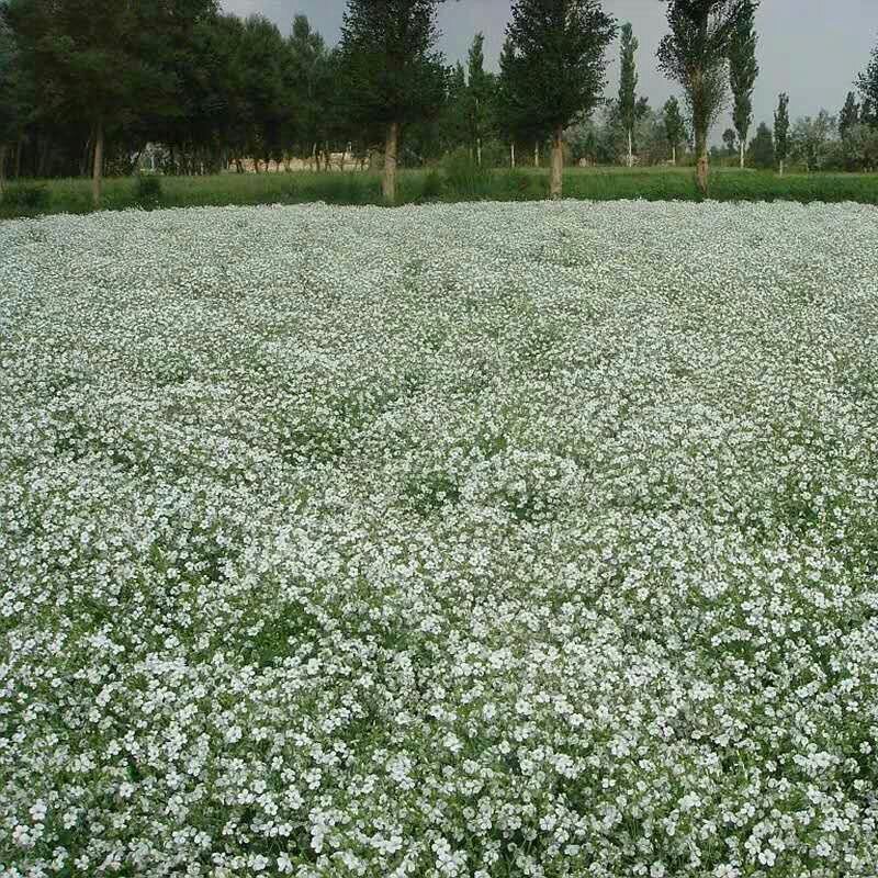 满天星种子多年生花海种子满天星宿根花卉种子多种颜色