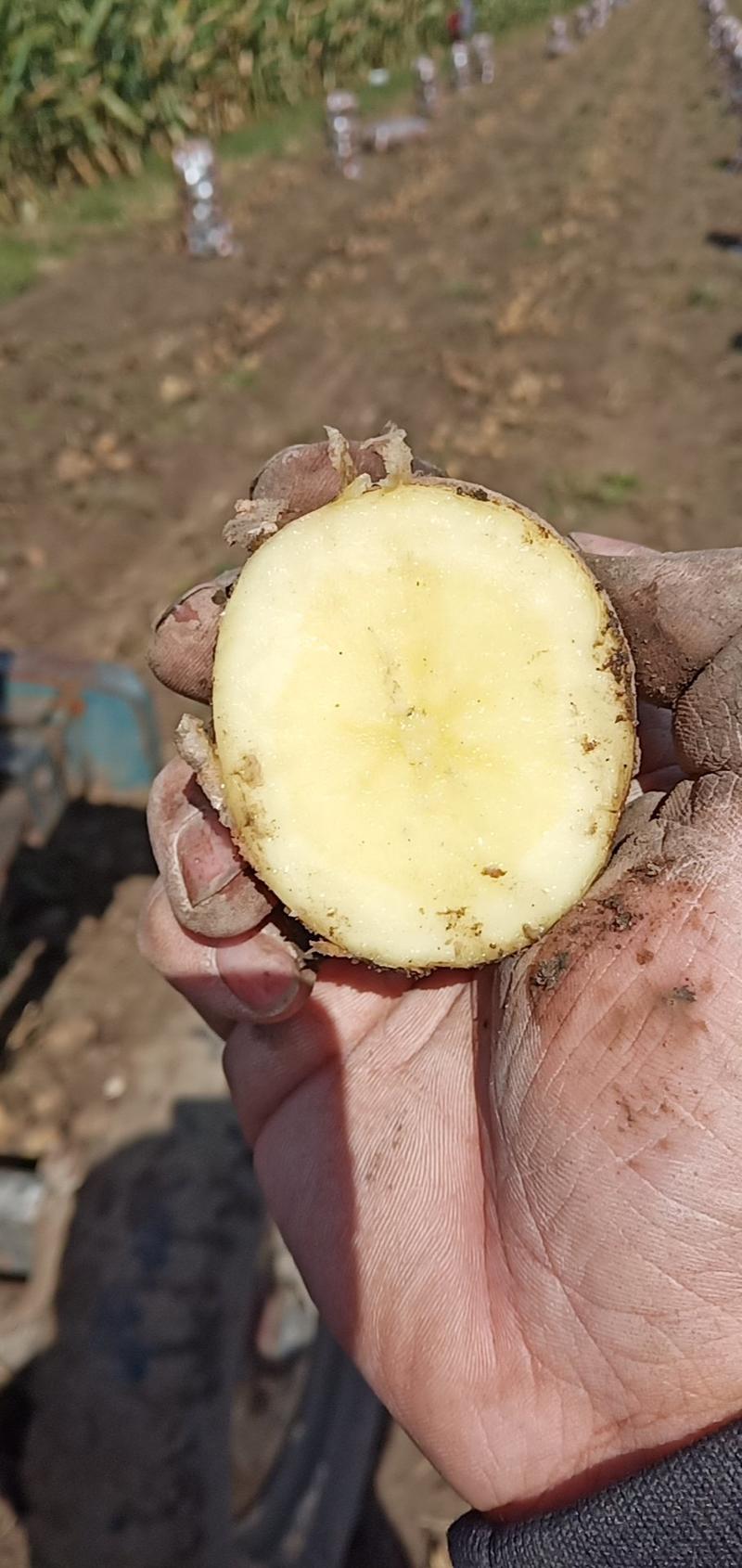 吉林扶余黄心土豆，产地直发，货源充足，保质保量