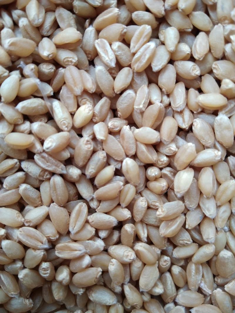 出售20年新优质小麦