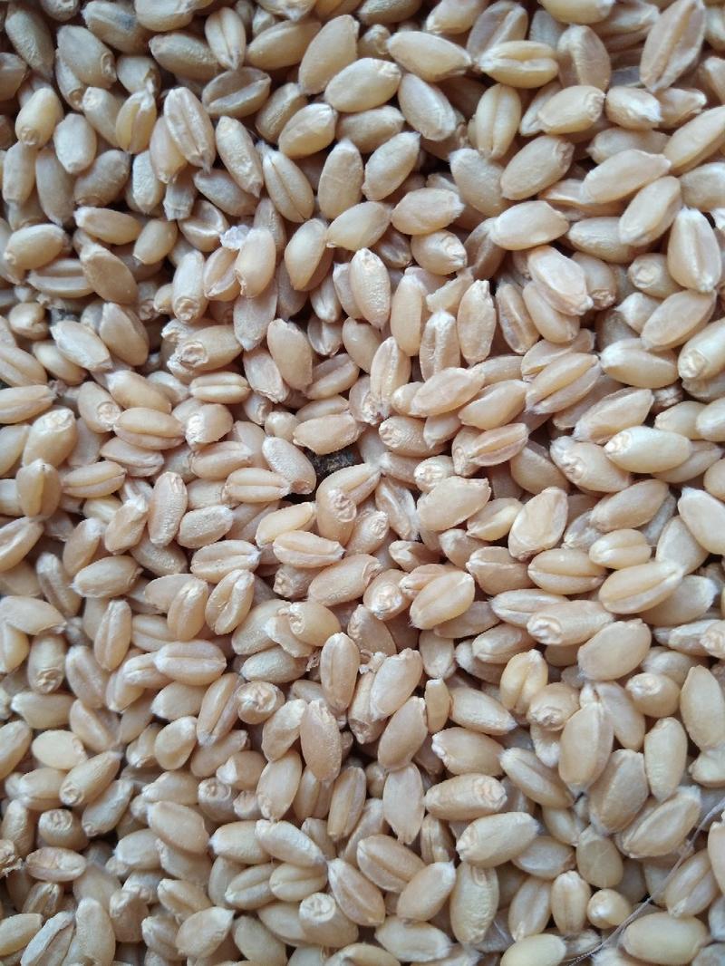 出售20年新优质小麦