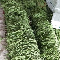 芸豆精品无丝豆，大棚里种植上市中，诚招各大客商