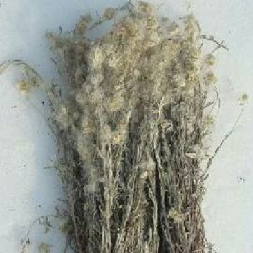 火绒草，常年批发供应野生中药材火绒草量大从优