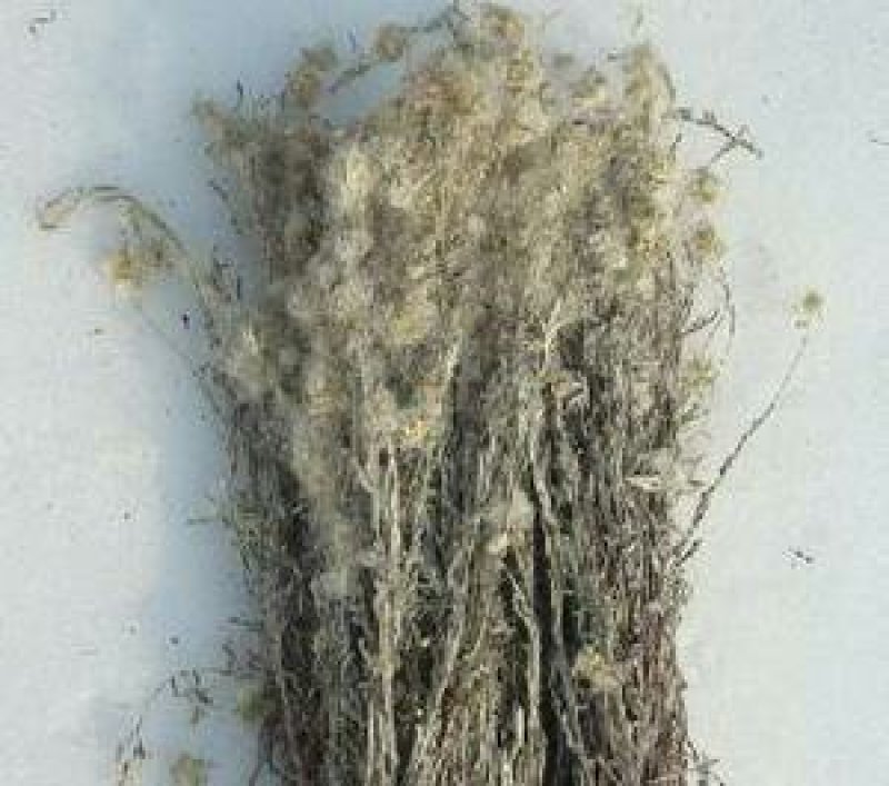 火绒草，常年批发供应野生中药材火绒草量大从优