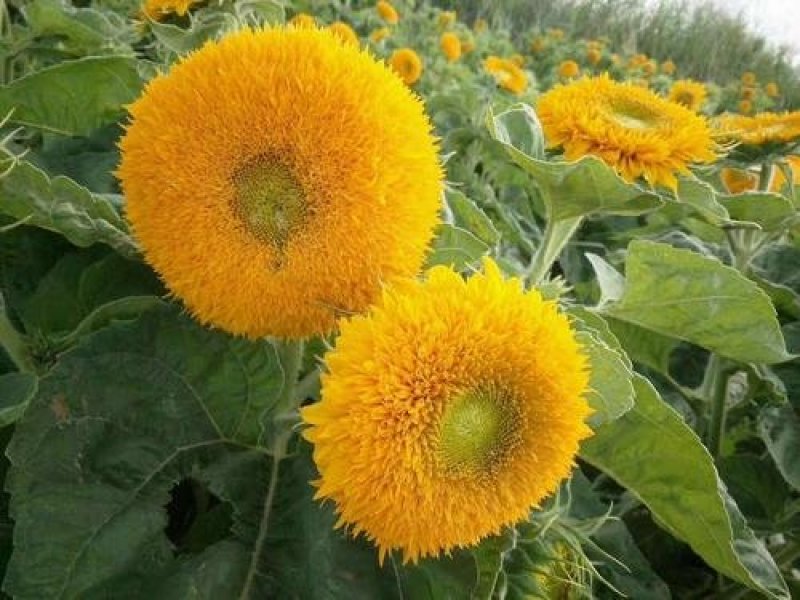 玩具熊向日葵籽种重瓣多头橙色太阳花四季花海盆栽观赏种植