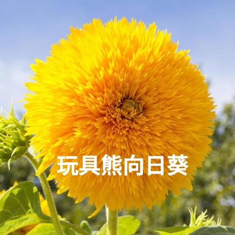 玩具熊向日葵籽种重瓣多头橙色太阳花四季花海盆栽观赏种植