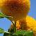 玩具熊向日葵籽种重瓣多头橙色太阳花四季花海盆栽观赏种植