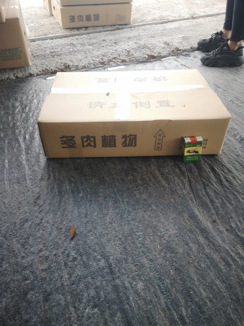 多肉混合装基地批发价发物流不包邮武汉买家有优惠