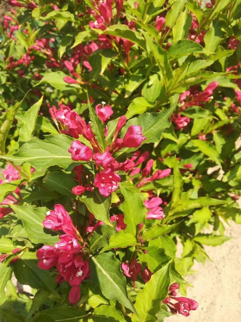 红王子锦带扦插苗杯苗保证质量全国快递邮寄质量保证
