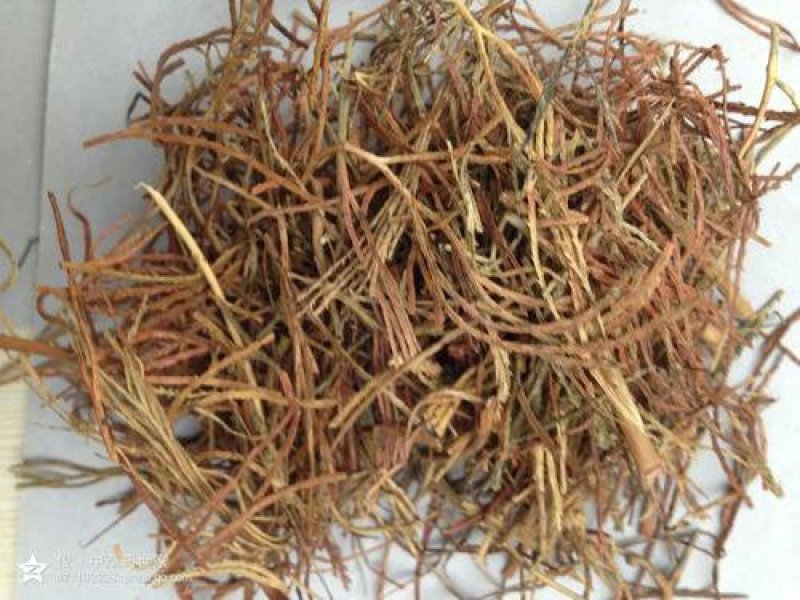 水蜈蚣，常年批发供应野生水蜈蚣草中药材
