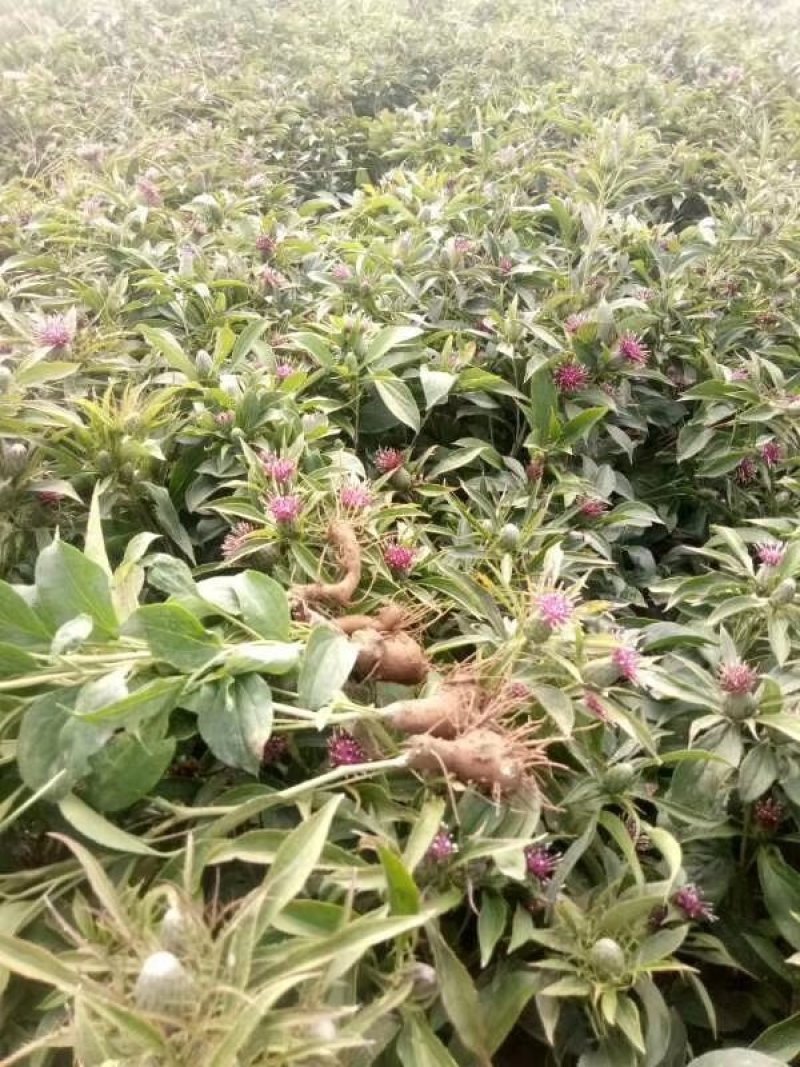 白术种籽，改良高产，抗病，无菌，基地直发，量大从优