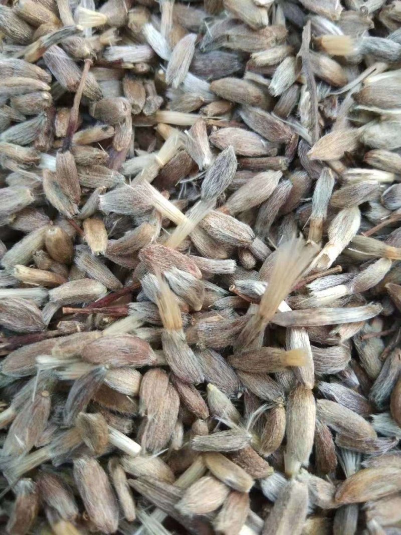 白术种籽，改良高产，抗病，无菌，基地直发，量大从优