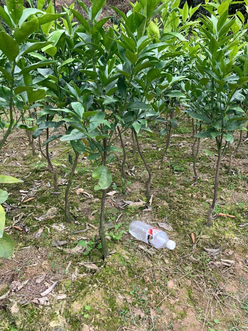 沃柑苗沃柑移栽苗靓苗种一年就可以挂果