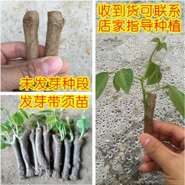 葛根苗种子种段广西高产无渣粉葛根种苗产地直供包成活