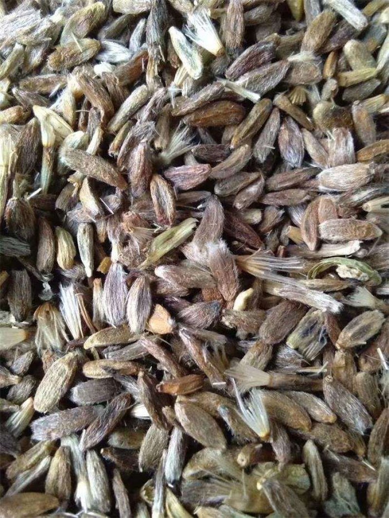 白术种籽，改良高产，抗病，无菌，基地直发，量大从优