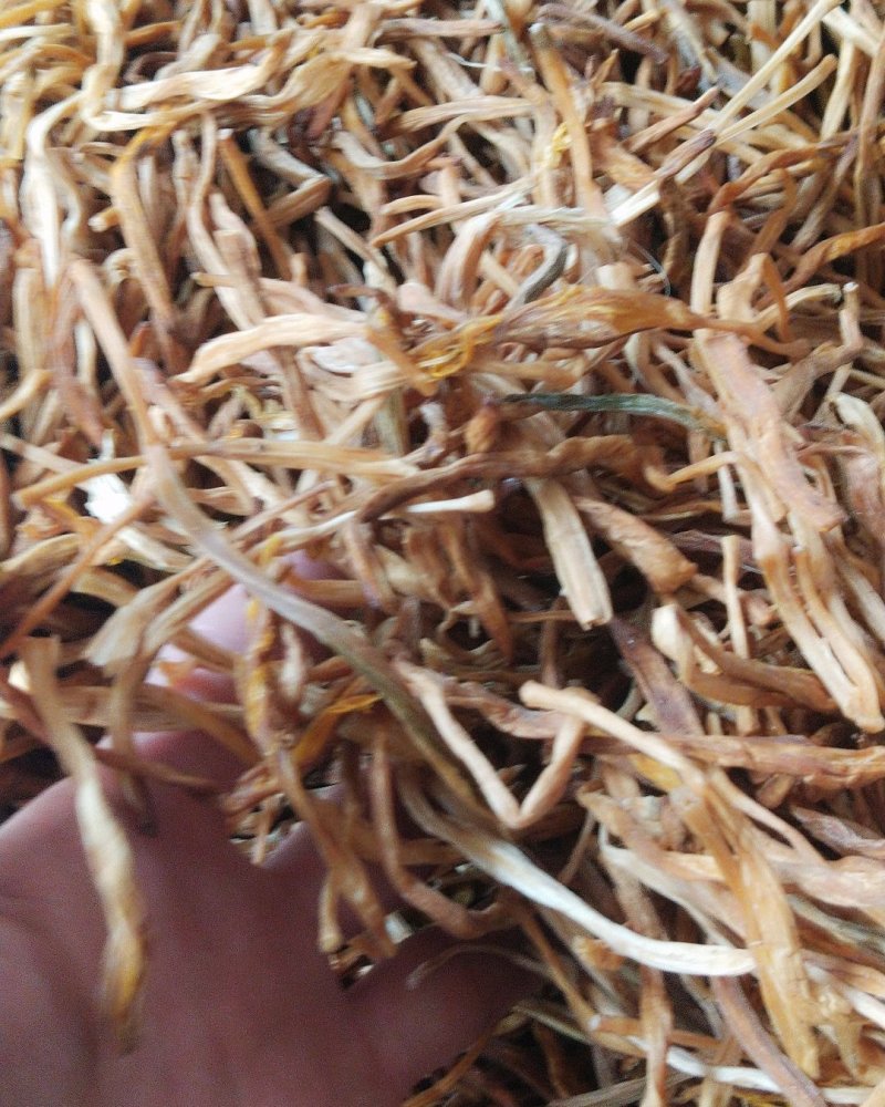 甘针菜