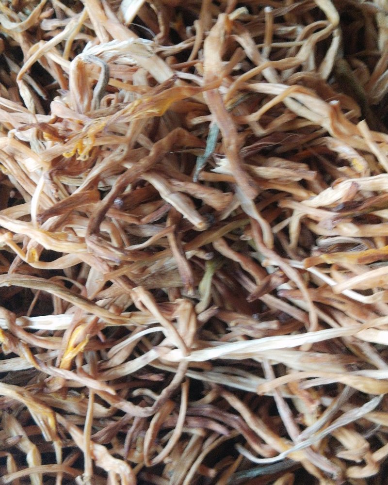 甘针菜