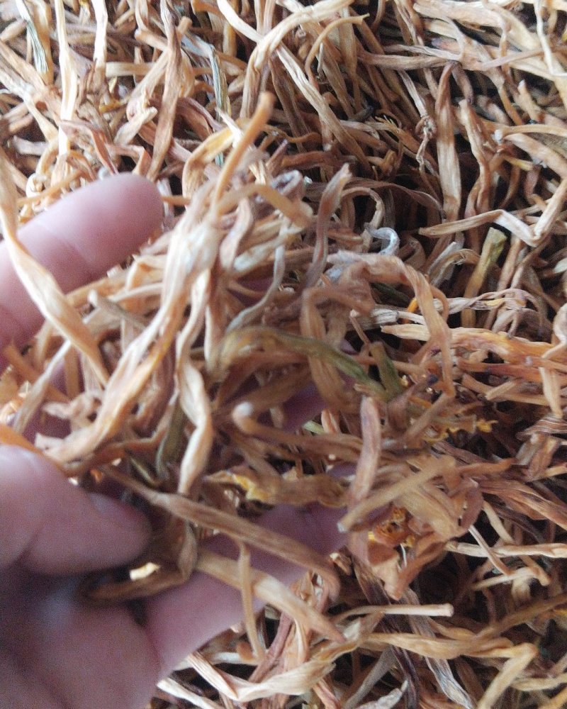 甘针菜