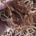 甘针菜