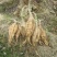 新鲜粉葛根广西无渣菜葛根煲汤靓料