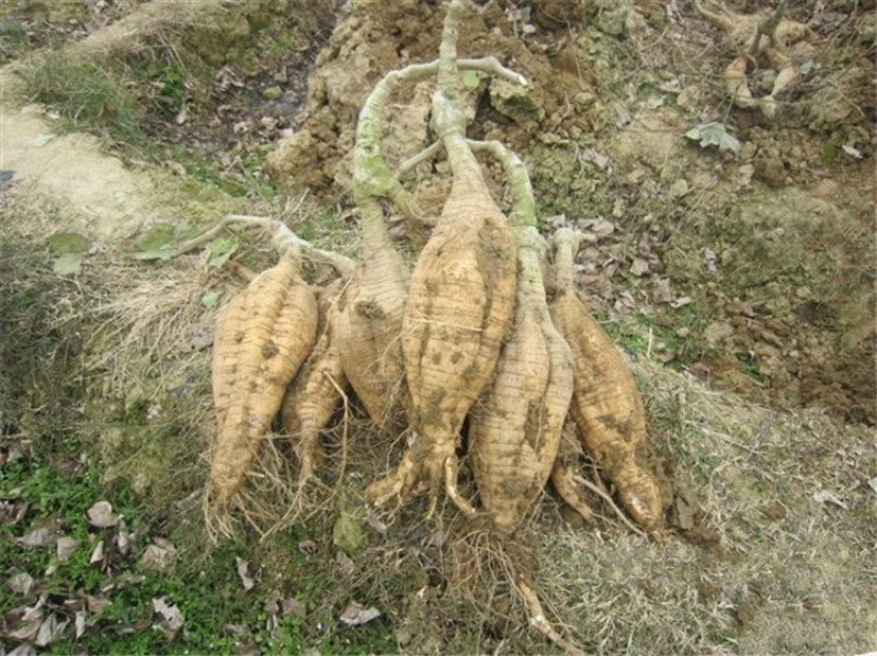 新鲜粉葛根广西无渣菜葛根煲汤靓料