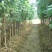 新鲜粉葛根广西无渣菜葛根煲汤靓料