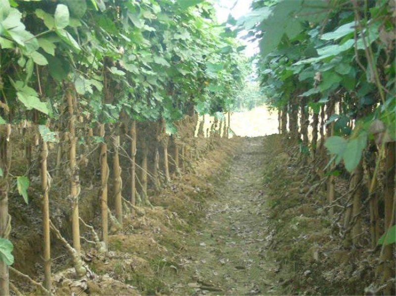 新鲜粉葛根广西无渣菜葛根煲汤靓料