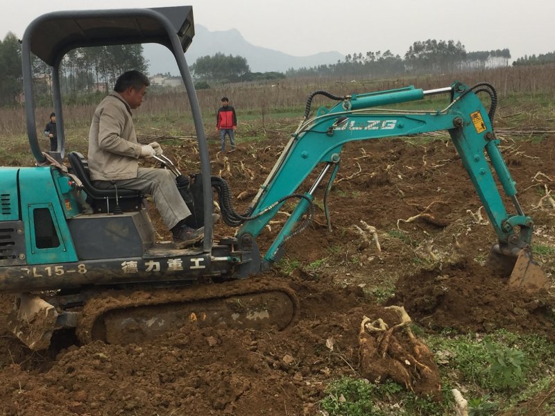新鲜粉葛根广西无渣菜葛根煲汤靓料