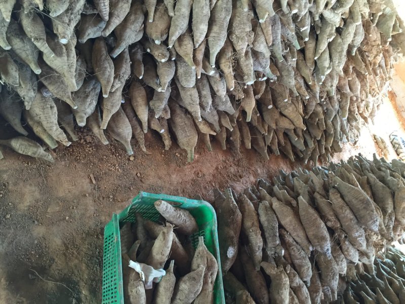 新鲜粉葛根广西无渣菜葛根煲汤靓料