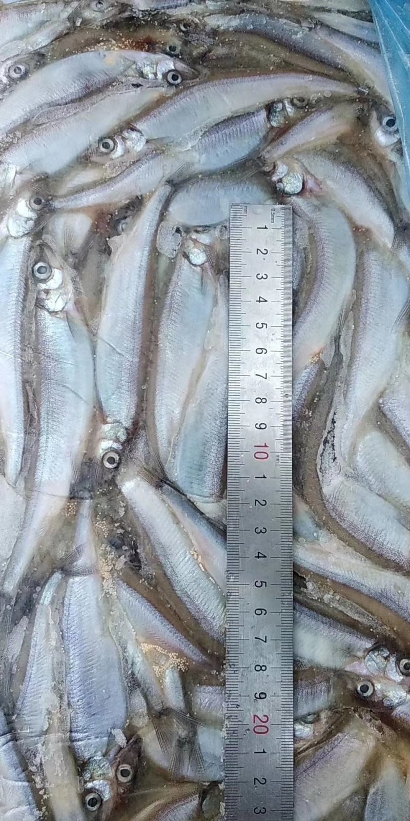 多春鱼
