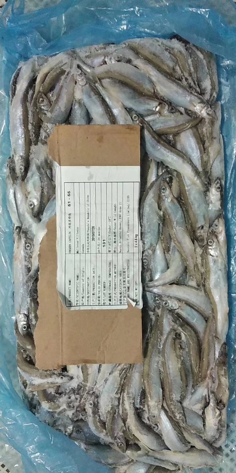 多春鱼
