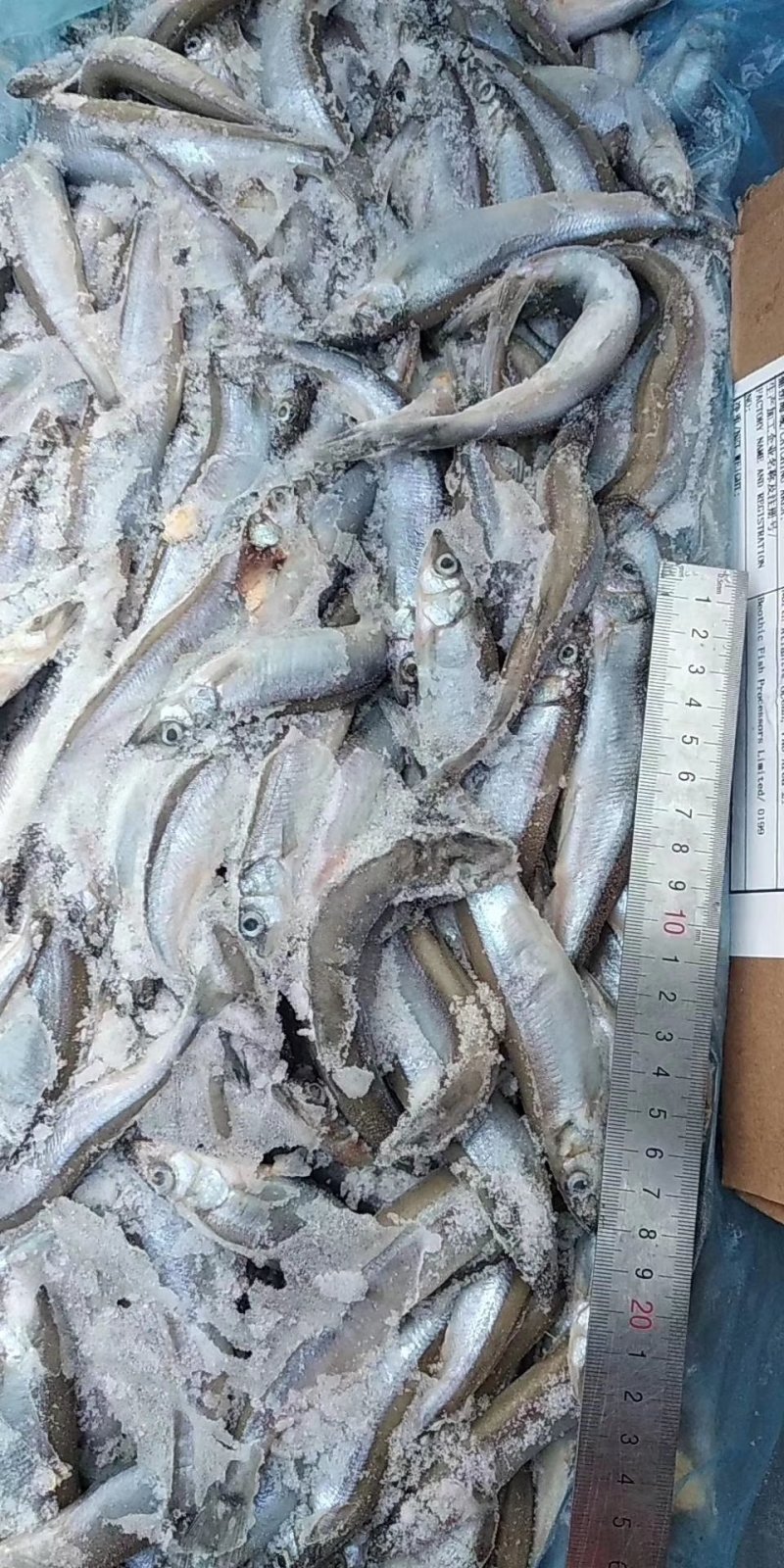 多春鱼