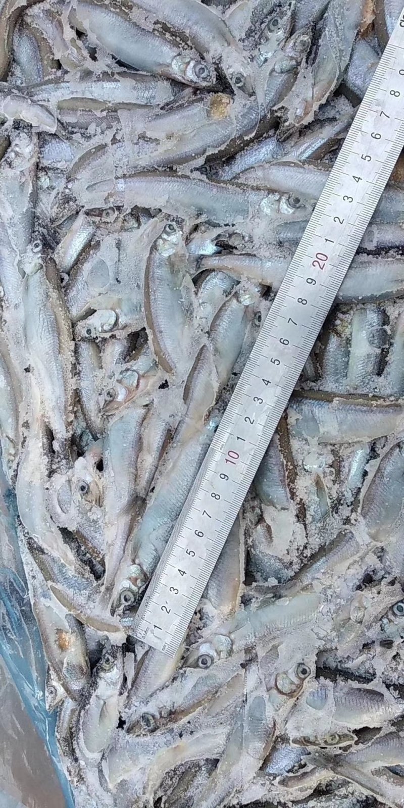 多春鱼