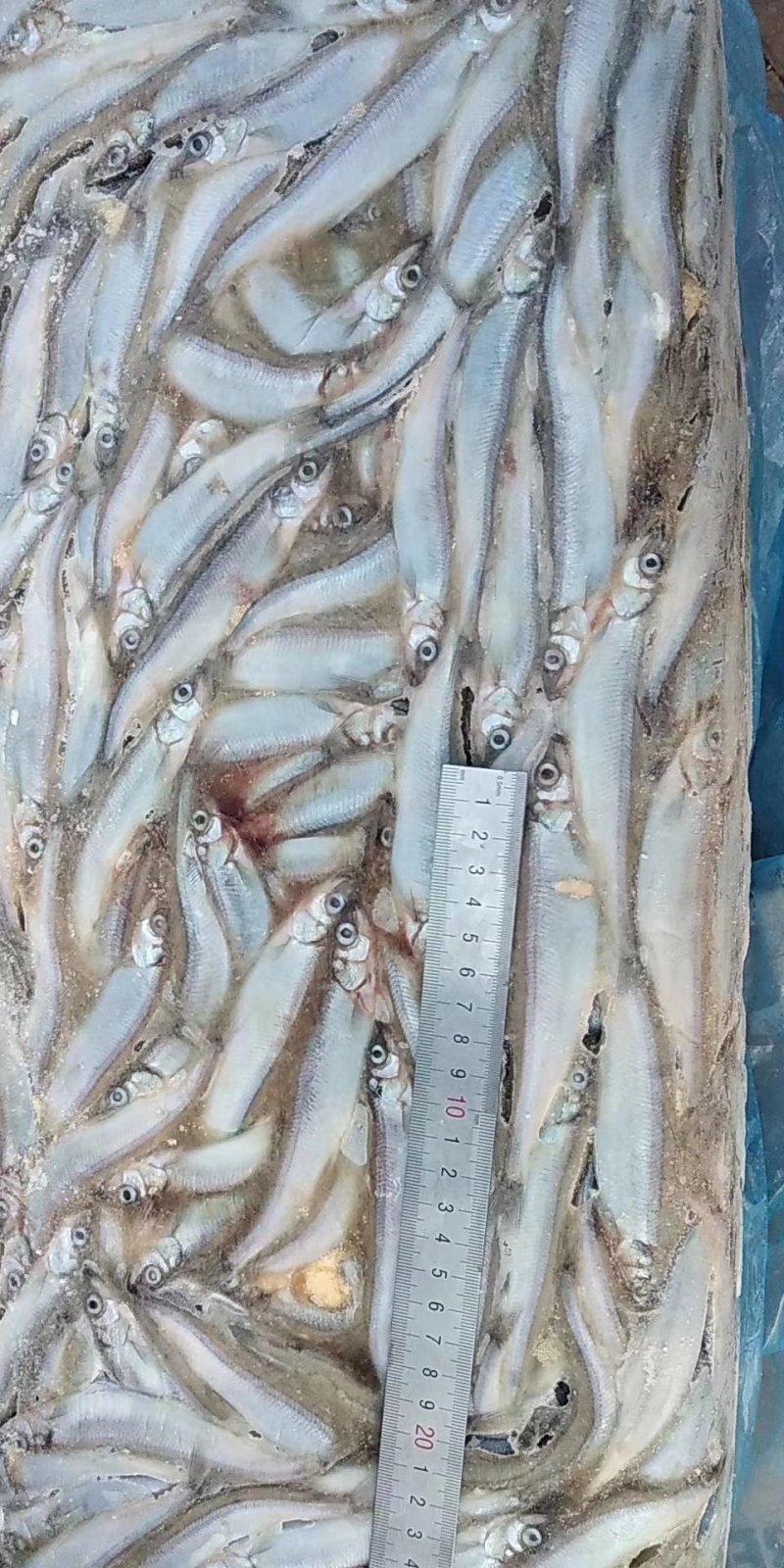 多春鱼