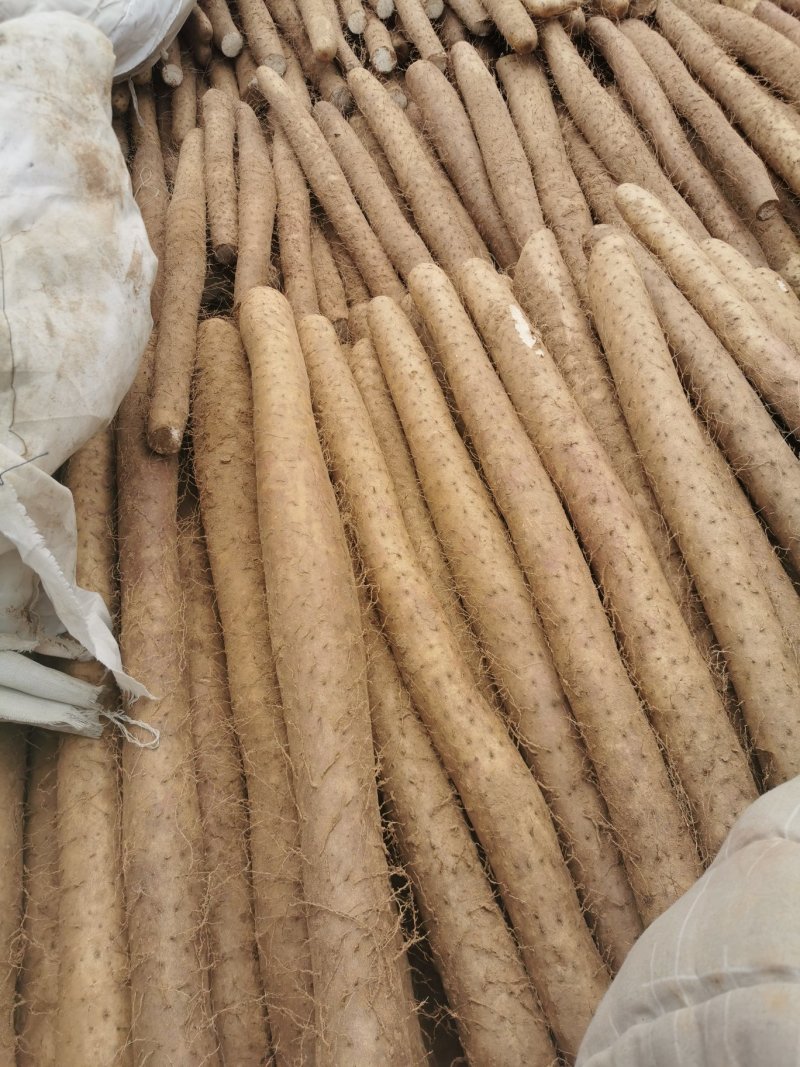 【可视频看货】现货供应精品白玉山药日本白山药代发社区团